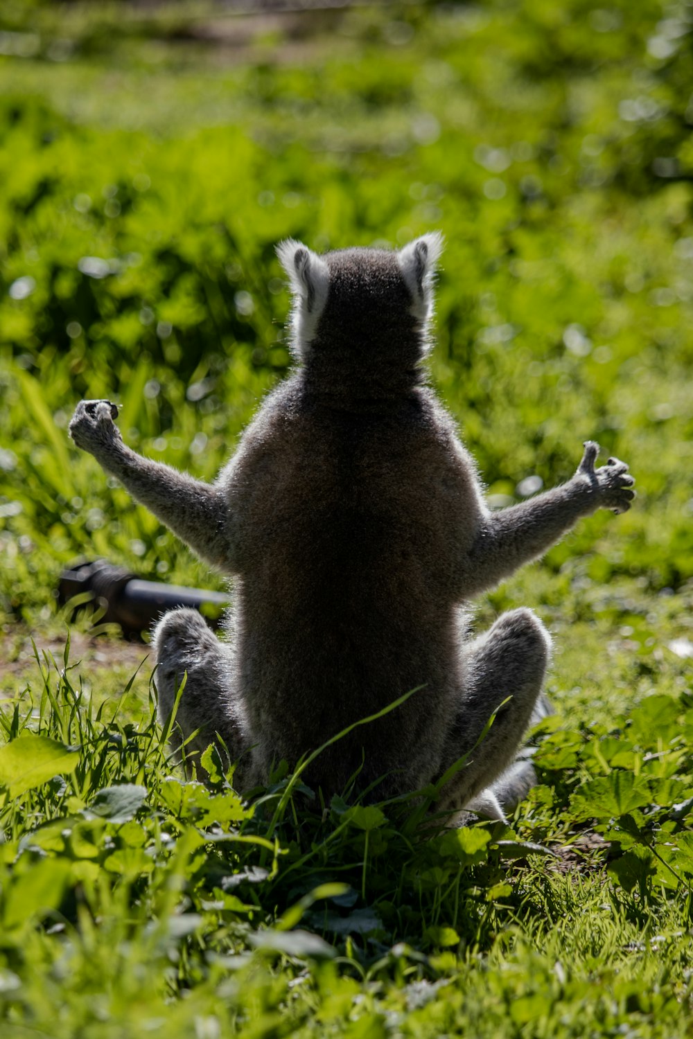 a small animal sitting on its hind legs in the grass