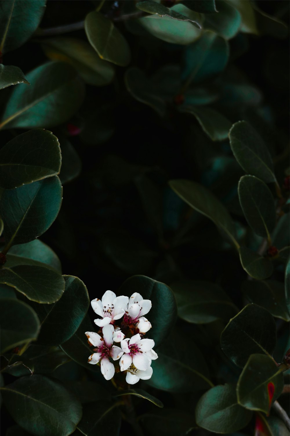 a small white flower surrounded by green leaves