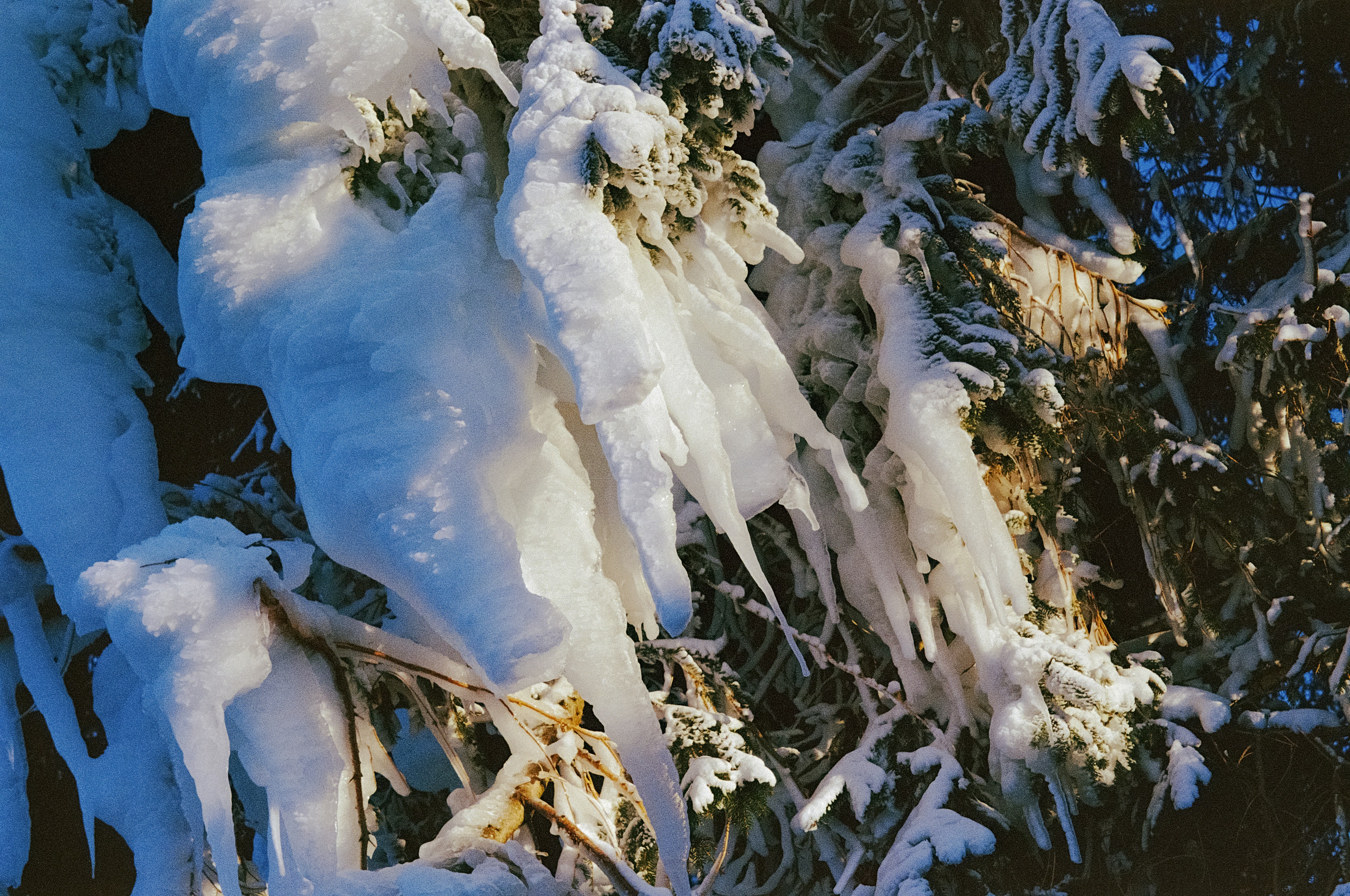 a bunch of ice hanging off the side of a tree, 