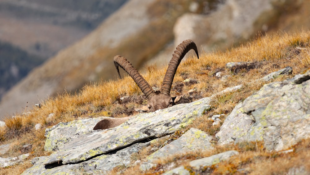 a mountain goat with long horns standing on a rocky hillside