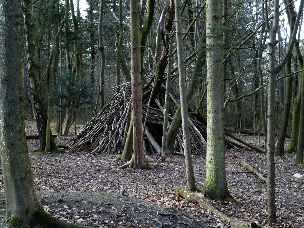 a teepee in the woods surrounded by trees
