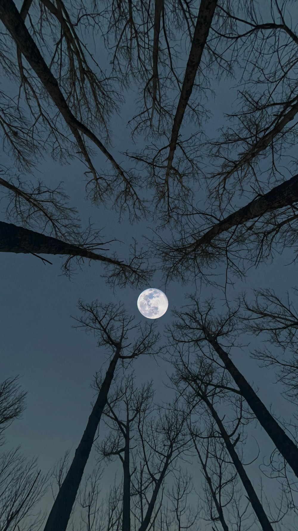 a full moon seen through the branches of trees