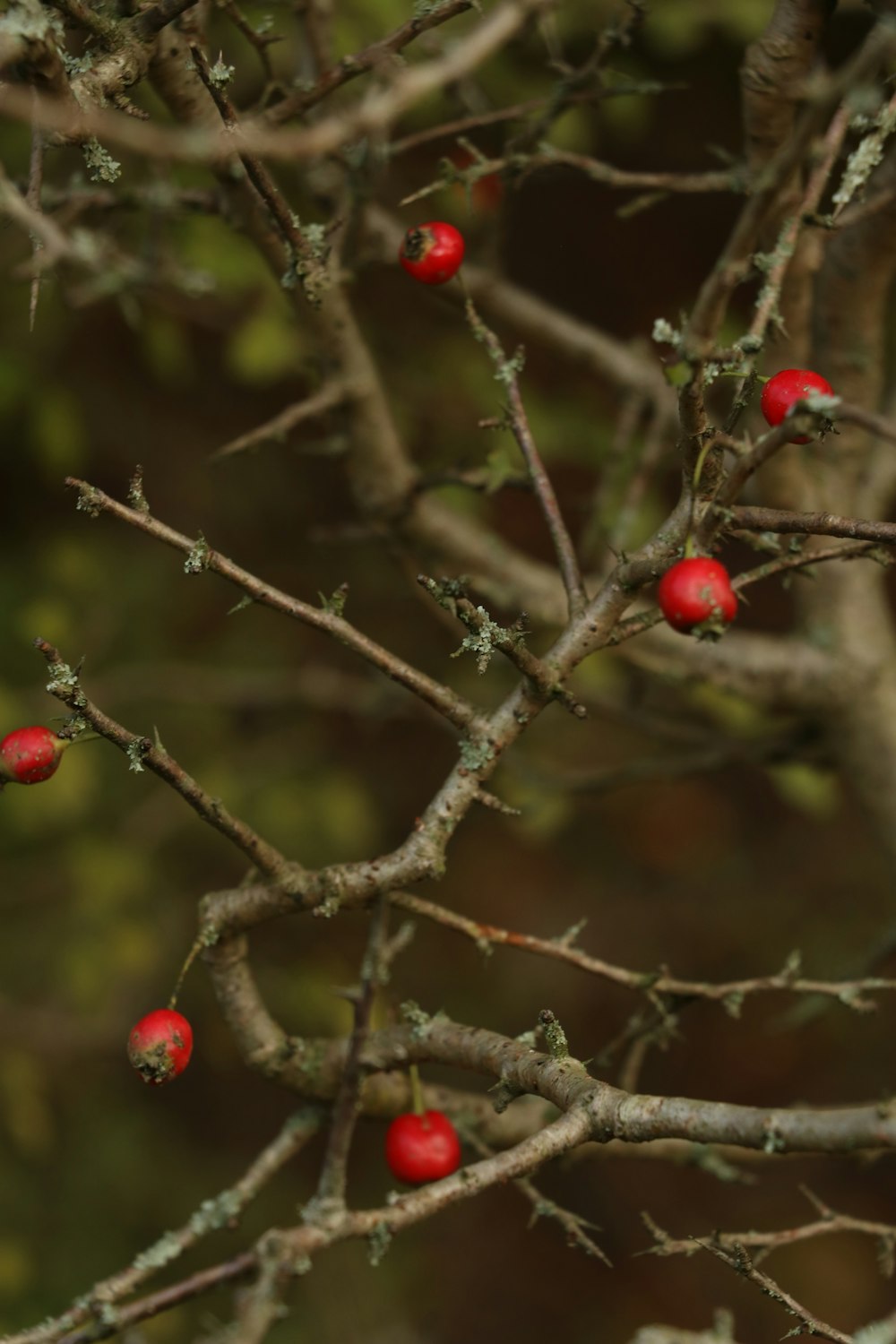 un petit arbre avec des baies rouges dessus