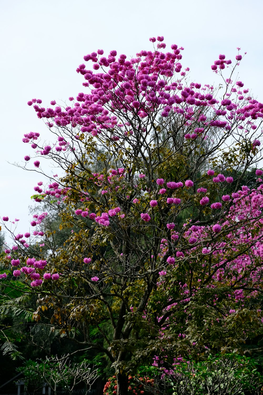 a tree with purple flowers in a park