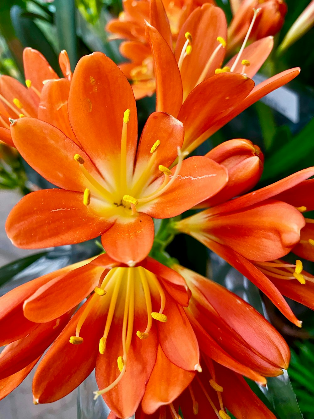 a close up of a bunch of orange flowers