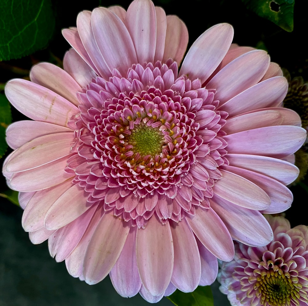 a pink flower with a green center surrounded by other flowers
