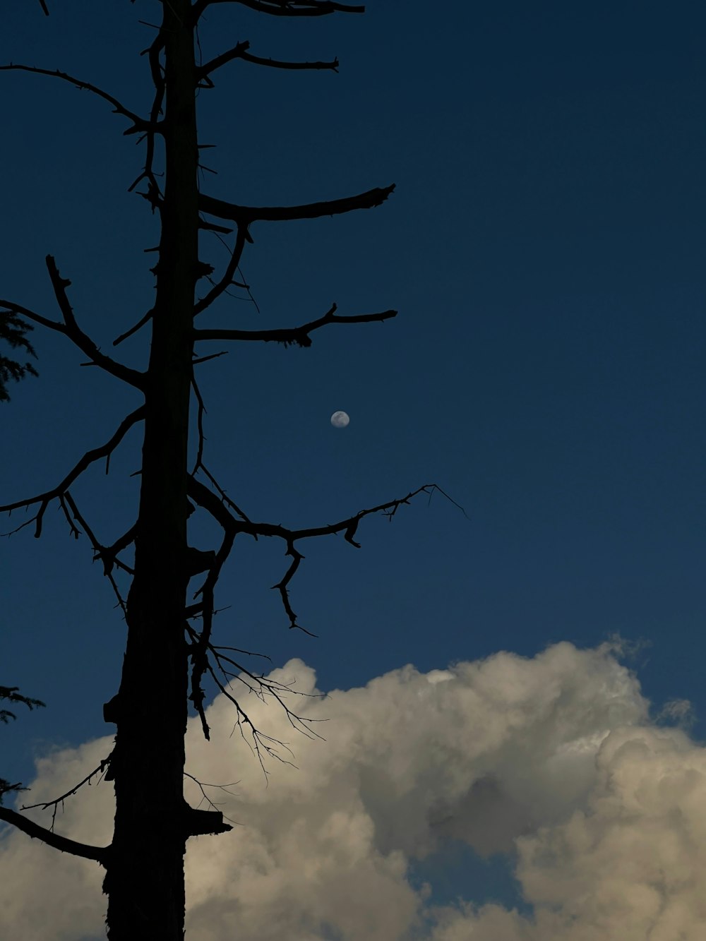 a tall tree with a half moon in the background