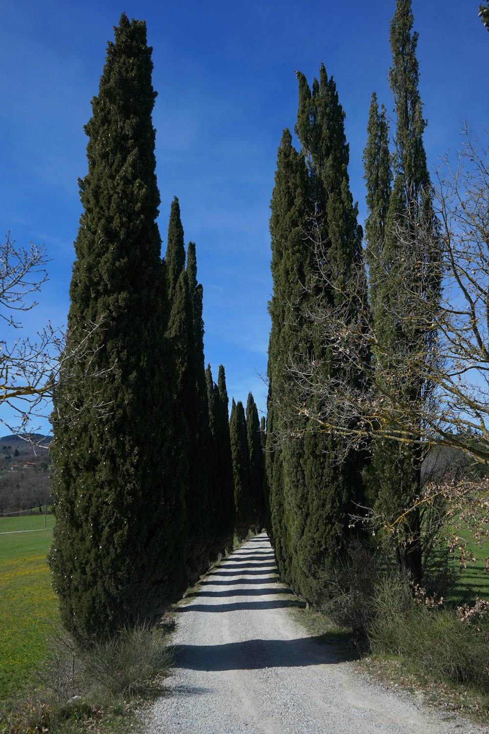 a dirt road lined with tall trees next to a lush green field