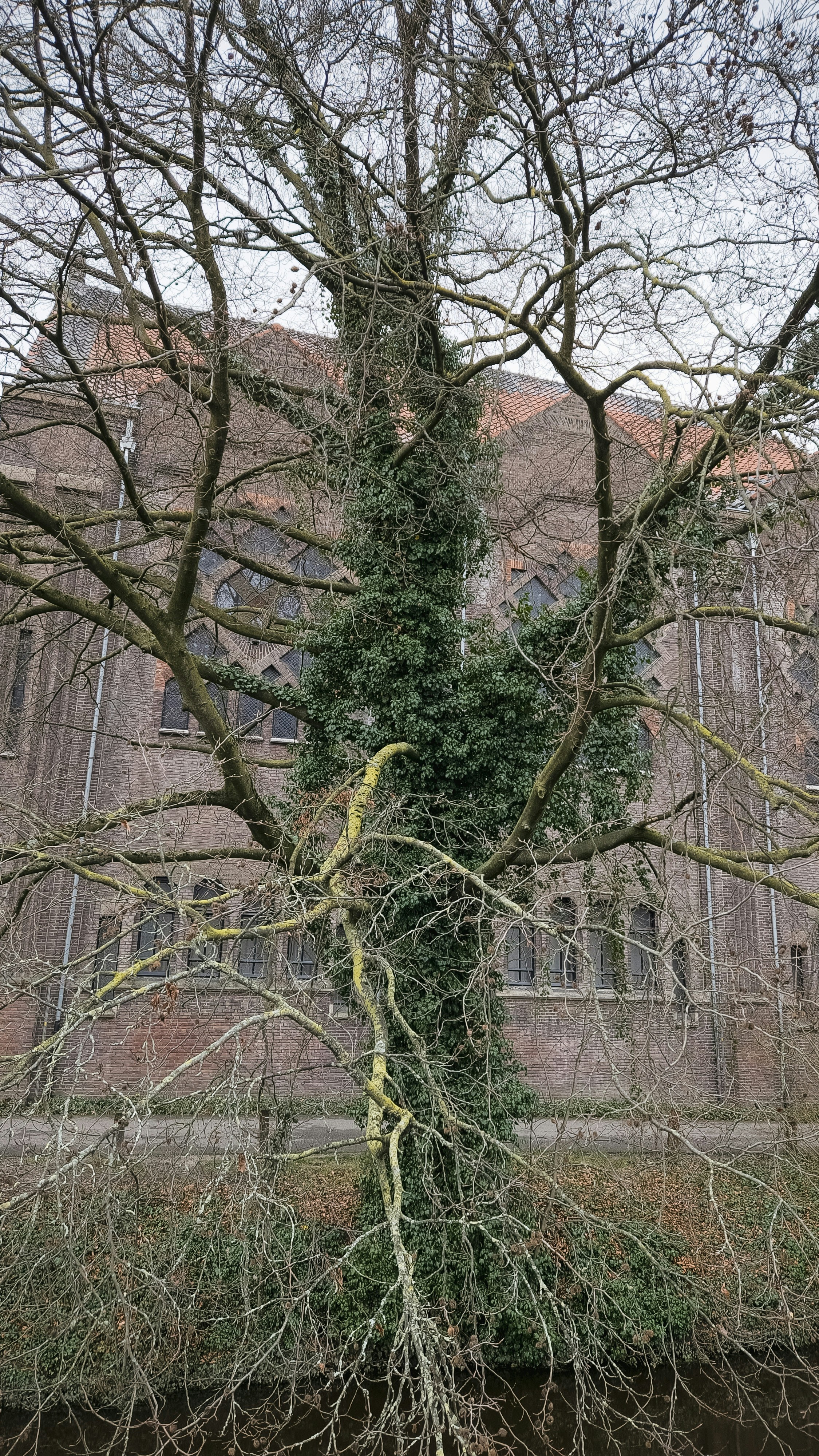 un albero molto alto accanto a un grande edificio