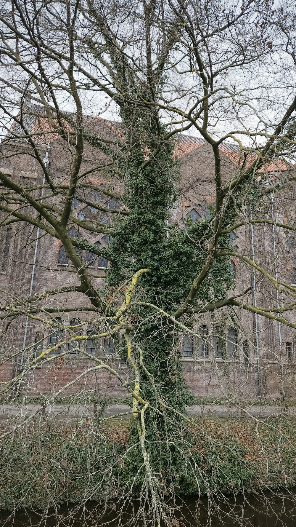 a very tall tree next to a big building