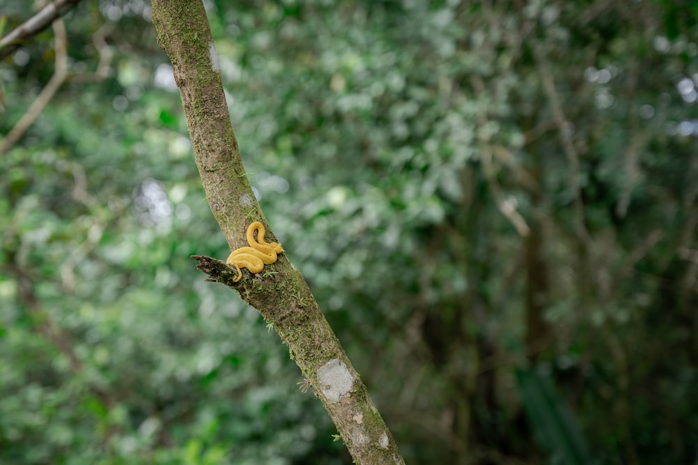 una banana seduta in cima al ramo di un albero