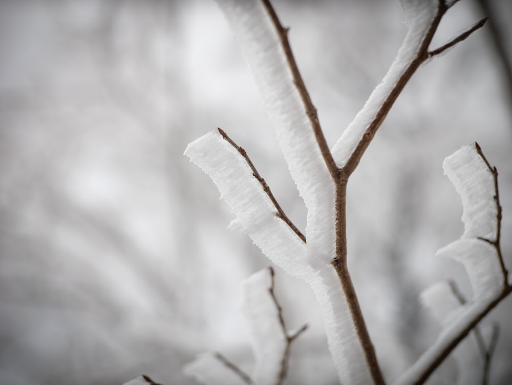 a branch with snow on it in front of some trees