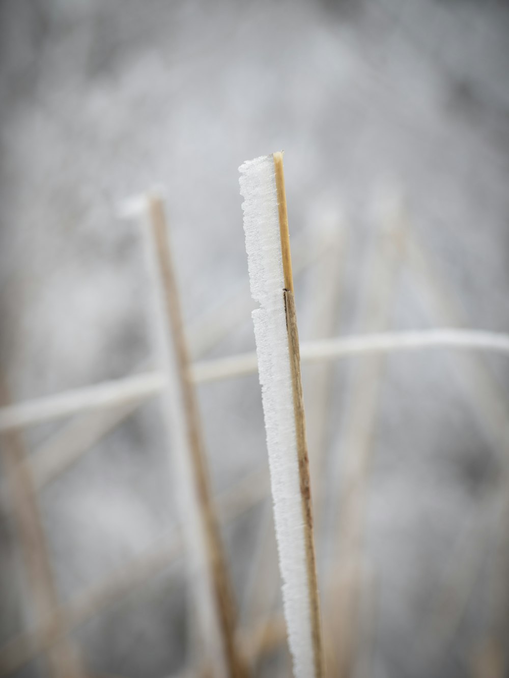 a close up of a plant with smoke in the background