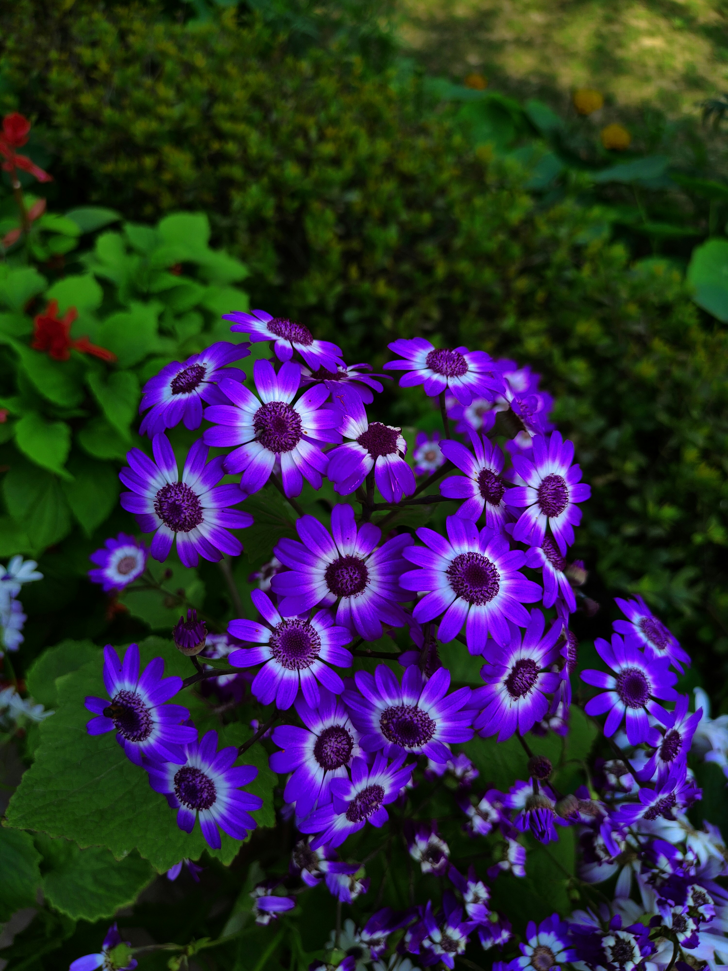 un ramo de flores moradas y blancas en un jardín