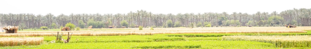 a group of animals grazing on a lush green field