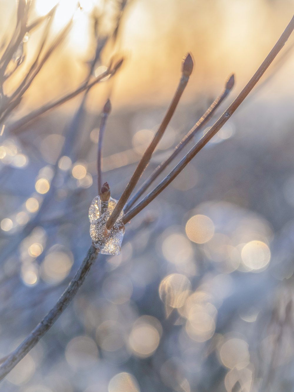 a close up of a branch with ice on it