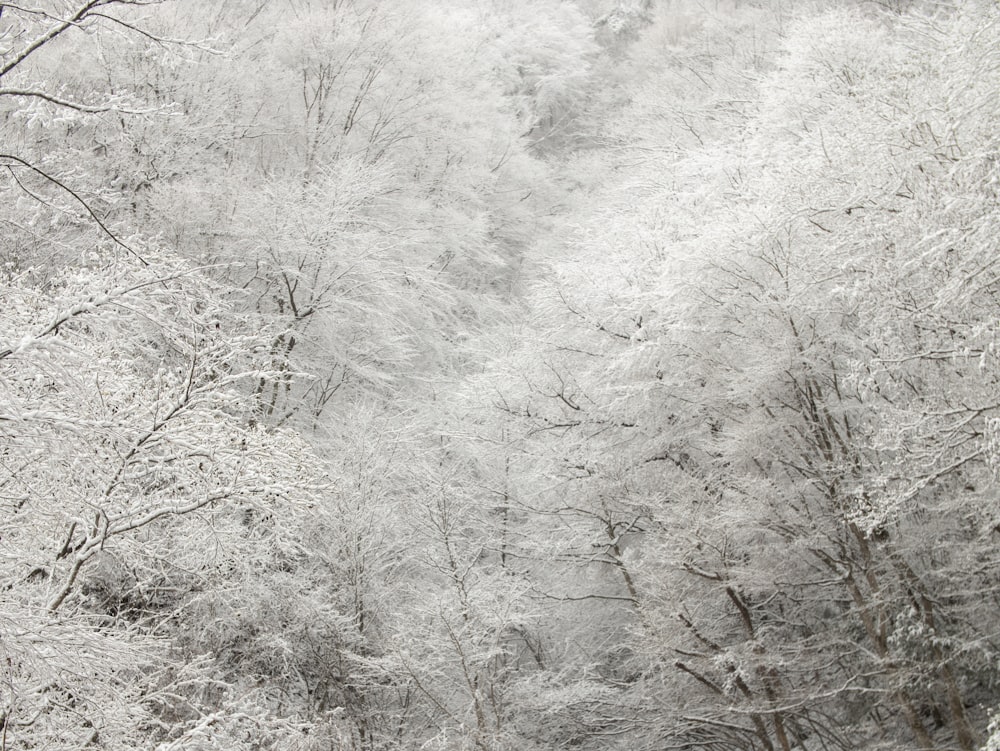 a snow covered forest filled with lots of trees