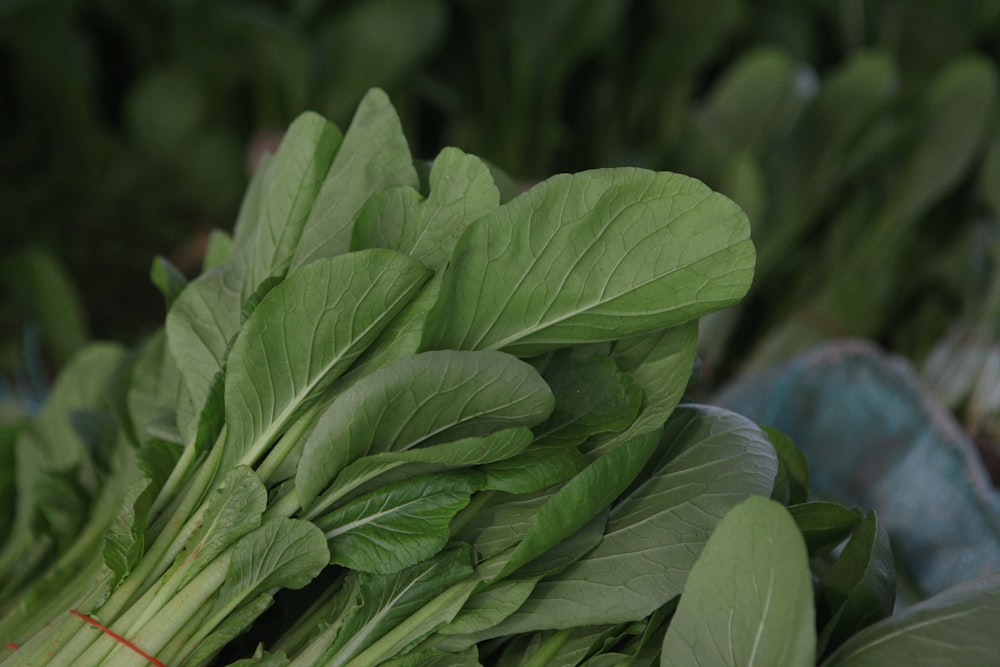 a pile of green leafy vegetables sitting on top of a table