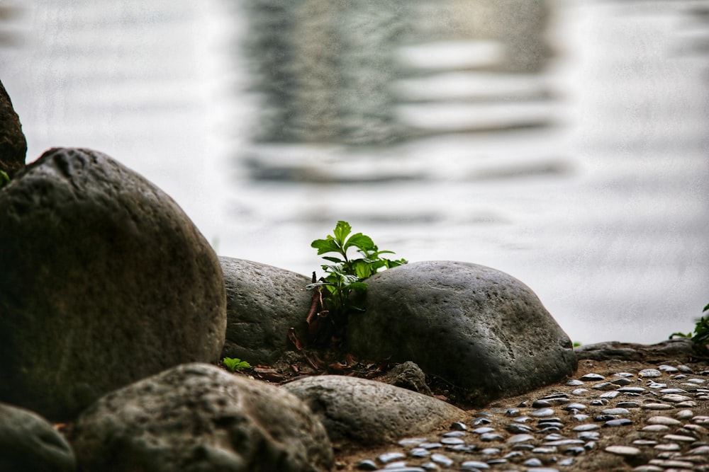 a small plant is growing out of some rocks