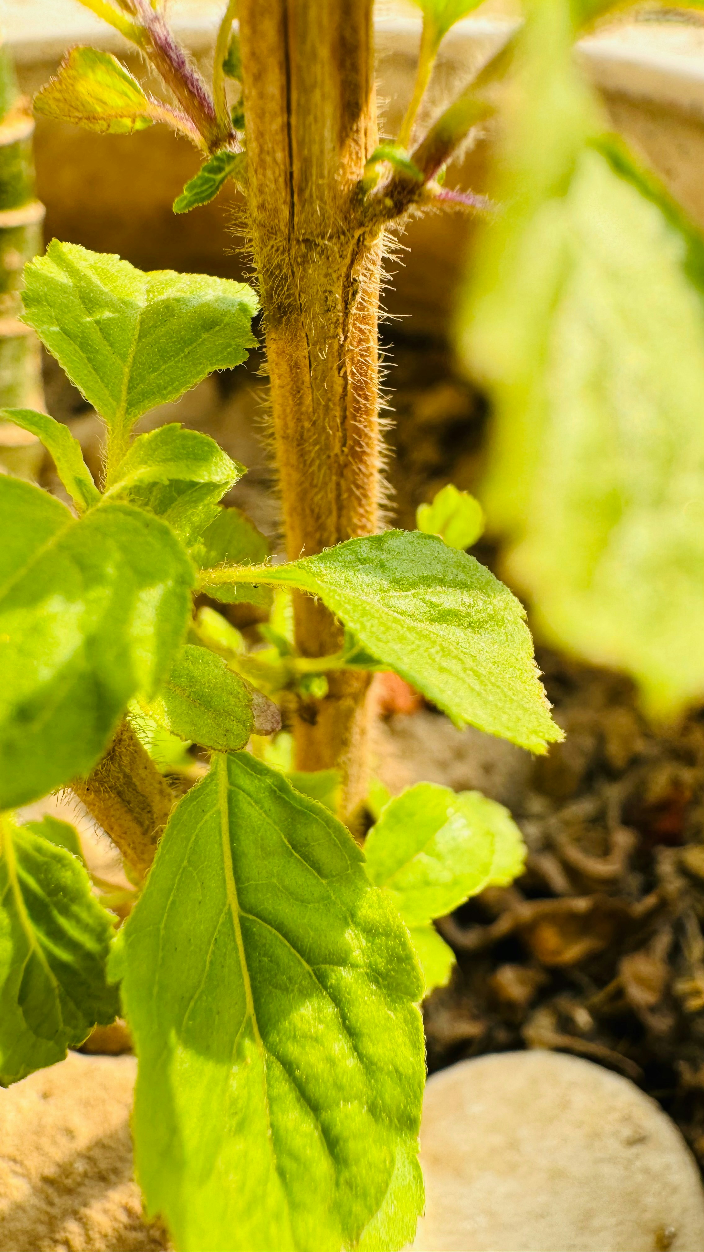 Photo by vikashsparxit