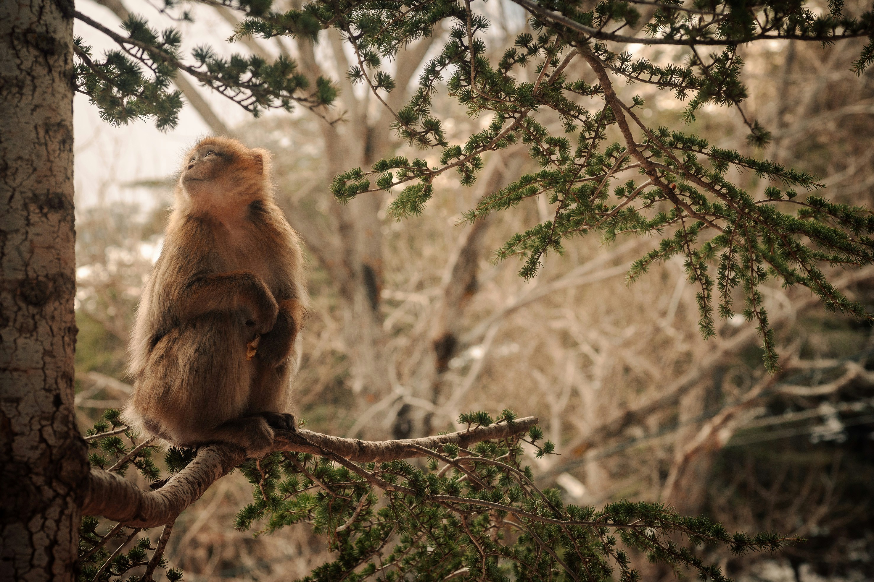 a monkey is sitting on a tree branch