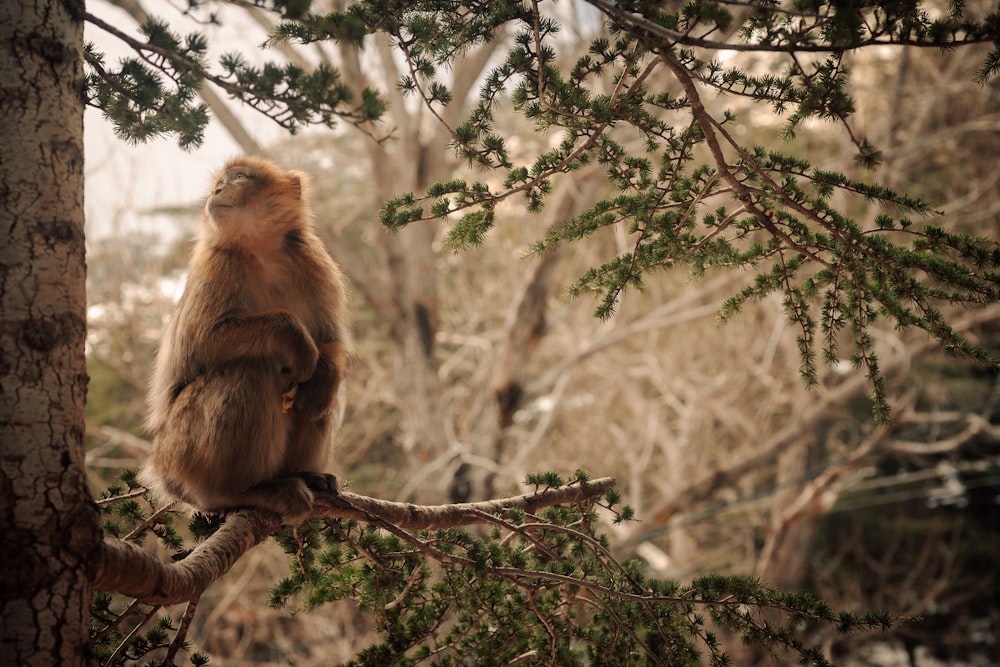 a monkey is sitting on a tree branch