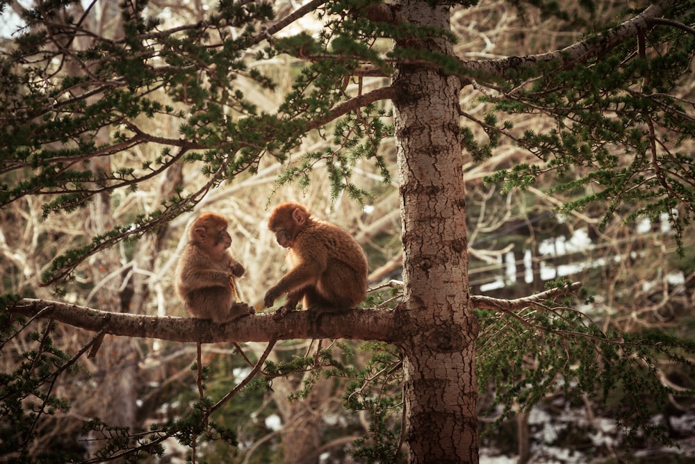 a couple of monkeys sitting on top of a tree