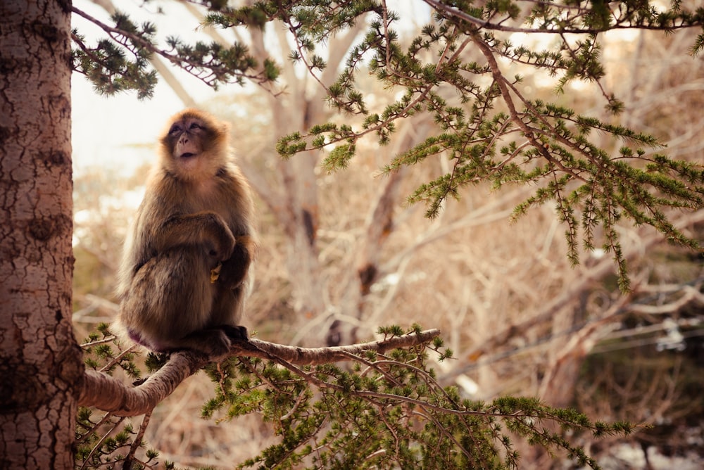 a monkey that is sitting on a tree branch
