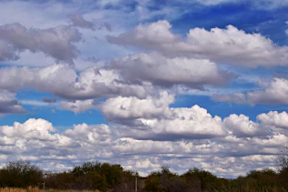 a herd of sheep standing on top of a dry grass field