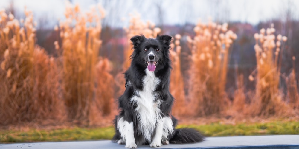 a black and white dog sitting on top of a table