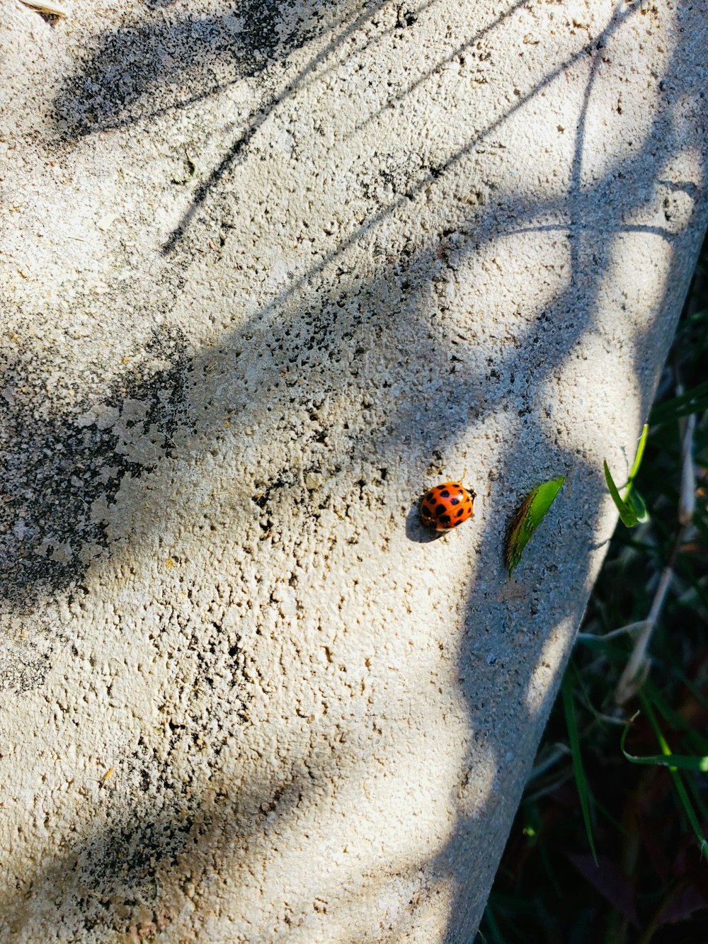 a ladybug sitting on top of a cement slab