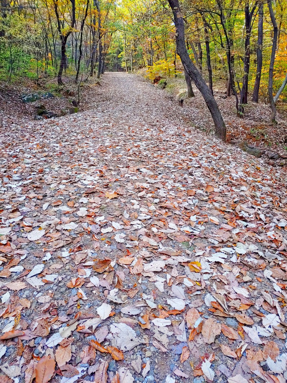 a dirt road surrounded by trees and leaves