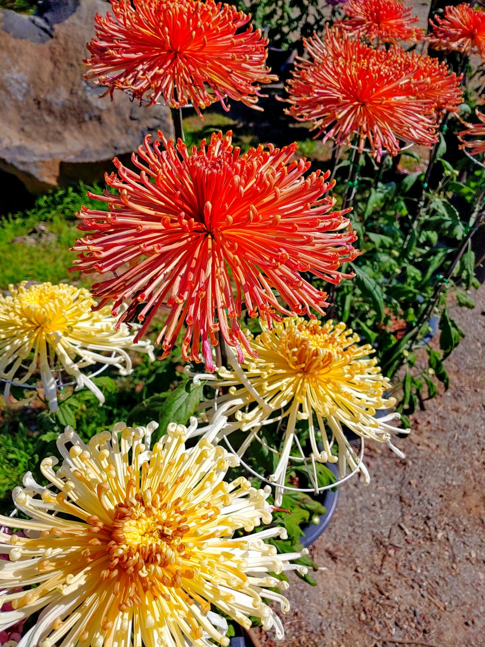 a bunch of flowers that are in a pot