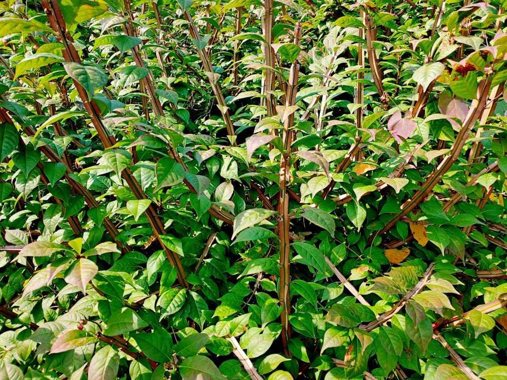 a bush with lots of green leaves and brown stems