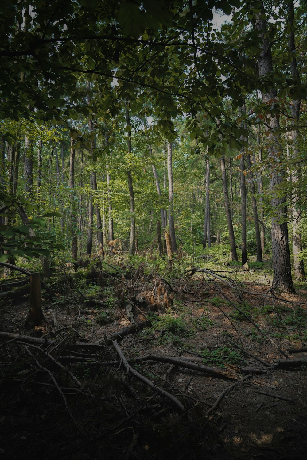 a forest filled with lots of green trees