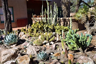 phoenix landscape and design