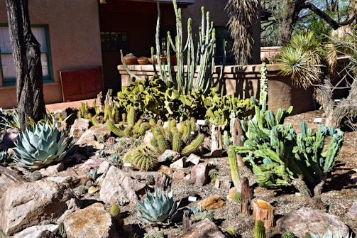 phoenix landscape and design