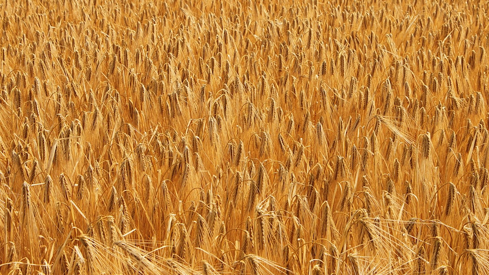 a field of ripe wheat ready to be harvested