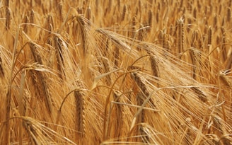 a field of ripe wheat ready to be harvested