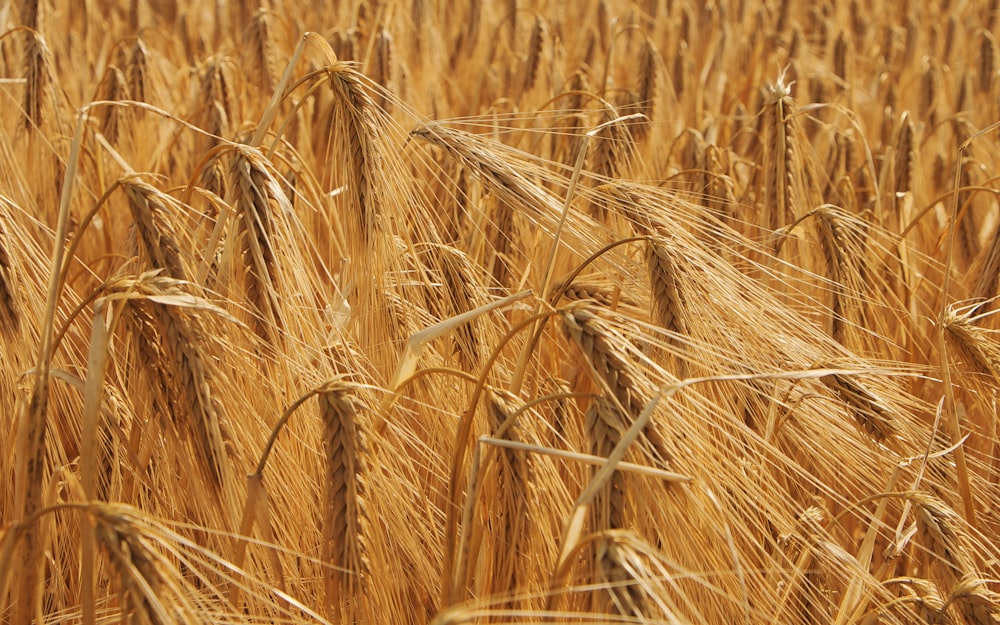 a field of ripe wheat ready to be harvested