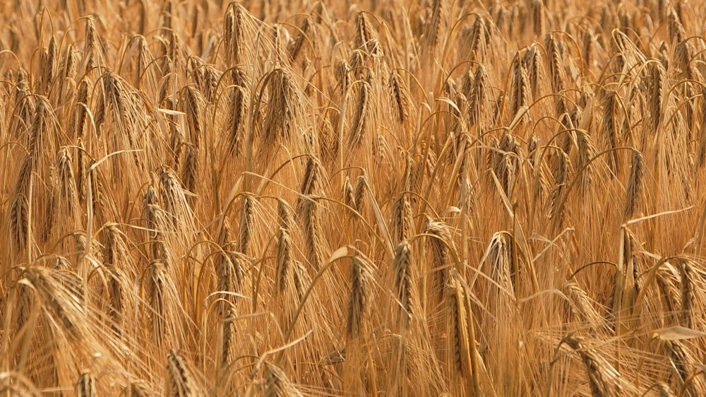 a field of ripe wheat ready to be harvested