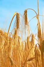 a close up of a bunch of ripe wheat