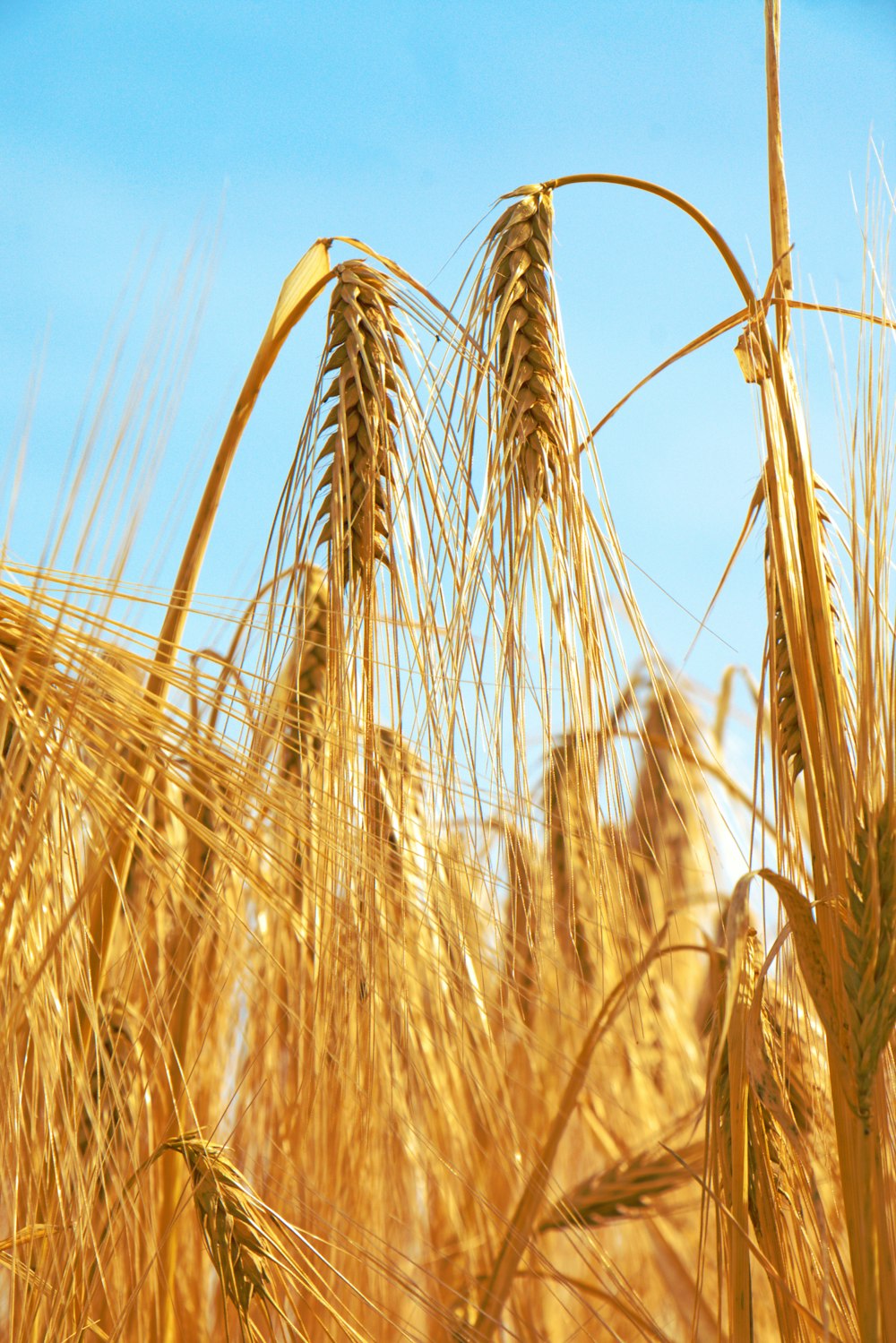 a close up of a bunch of ripe wheat