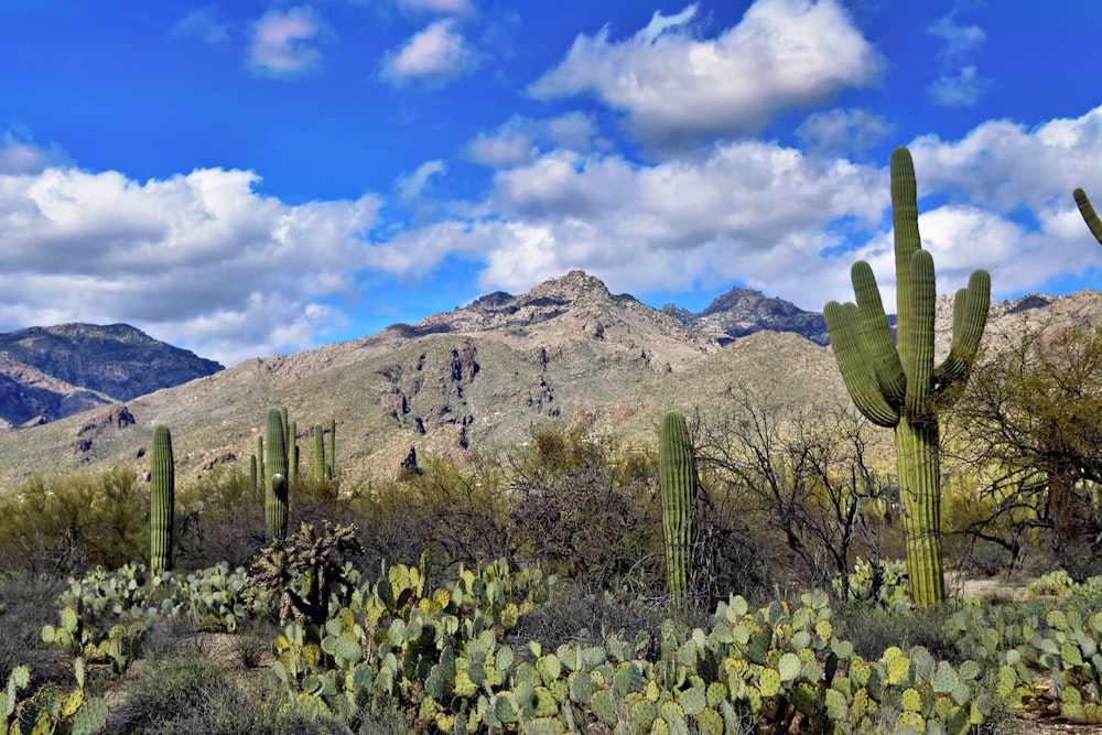 a cactus garden with mountains in the background