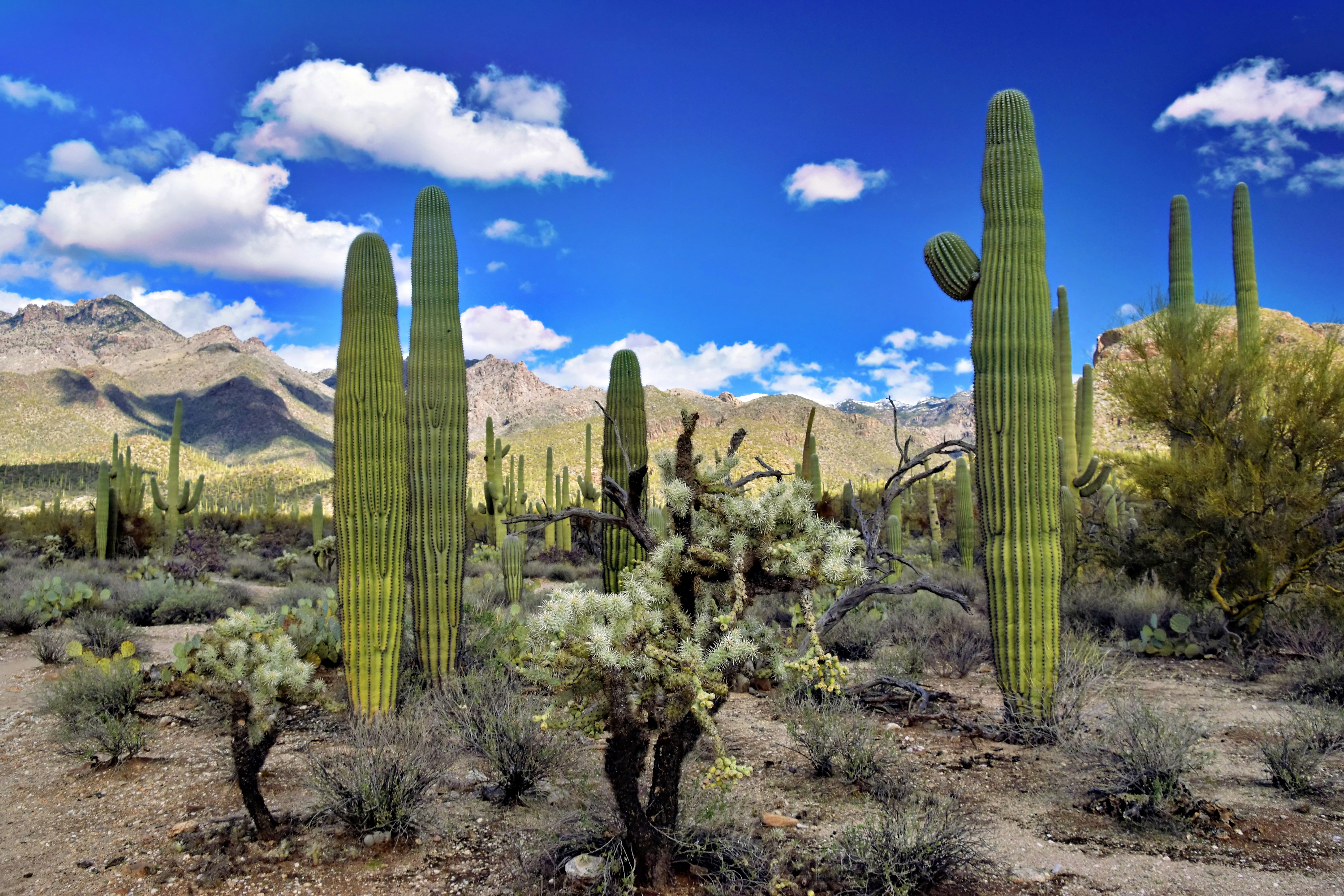 A large group of cactus plants in the desert photo – Free Blue Image on ...