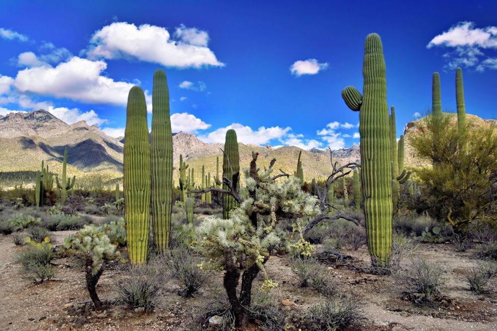 Un grand groupe de plantes de cactus dans le désert