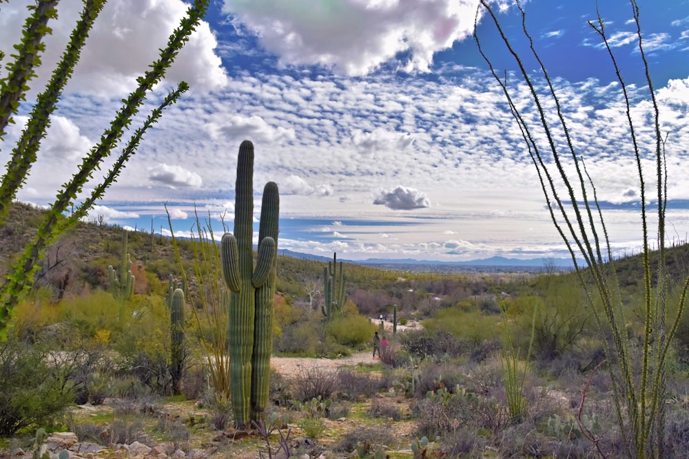 a desert scene with cactus trees and clouds in the sky