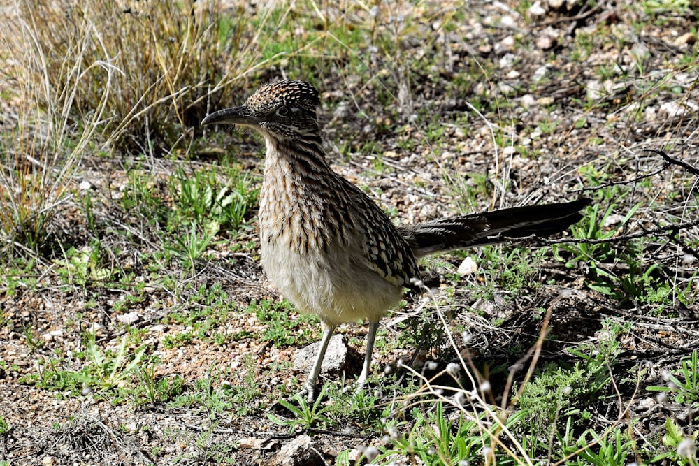 un oiseau brun et blanc debout au sommet d’un champ couvert d’herbe