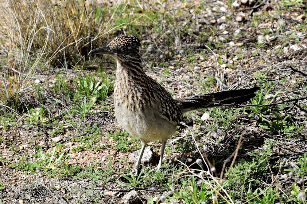 a brown and white bird standing on top of a grass covered field