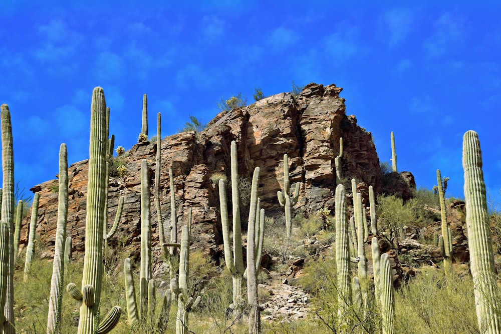 a large group of cactus plants in a field